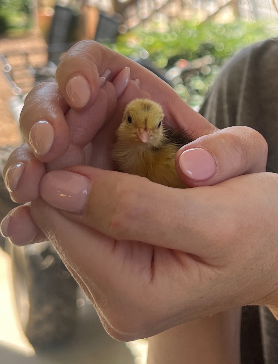 36 Speckled Quail Eggs Shipped