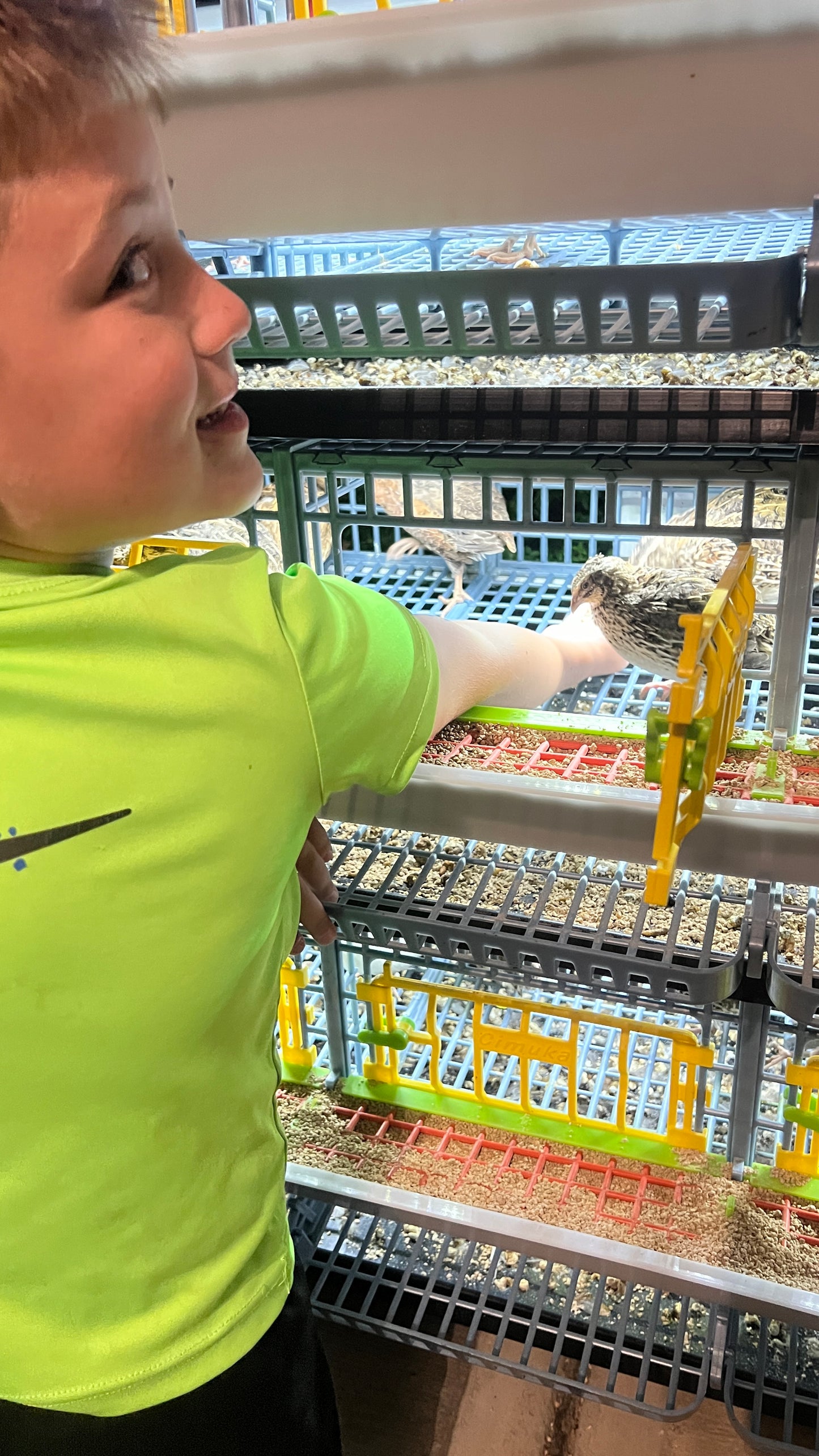 30 Speckled Quail Eggs Delivered in Person Locally