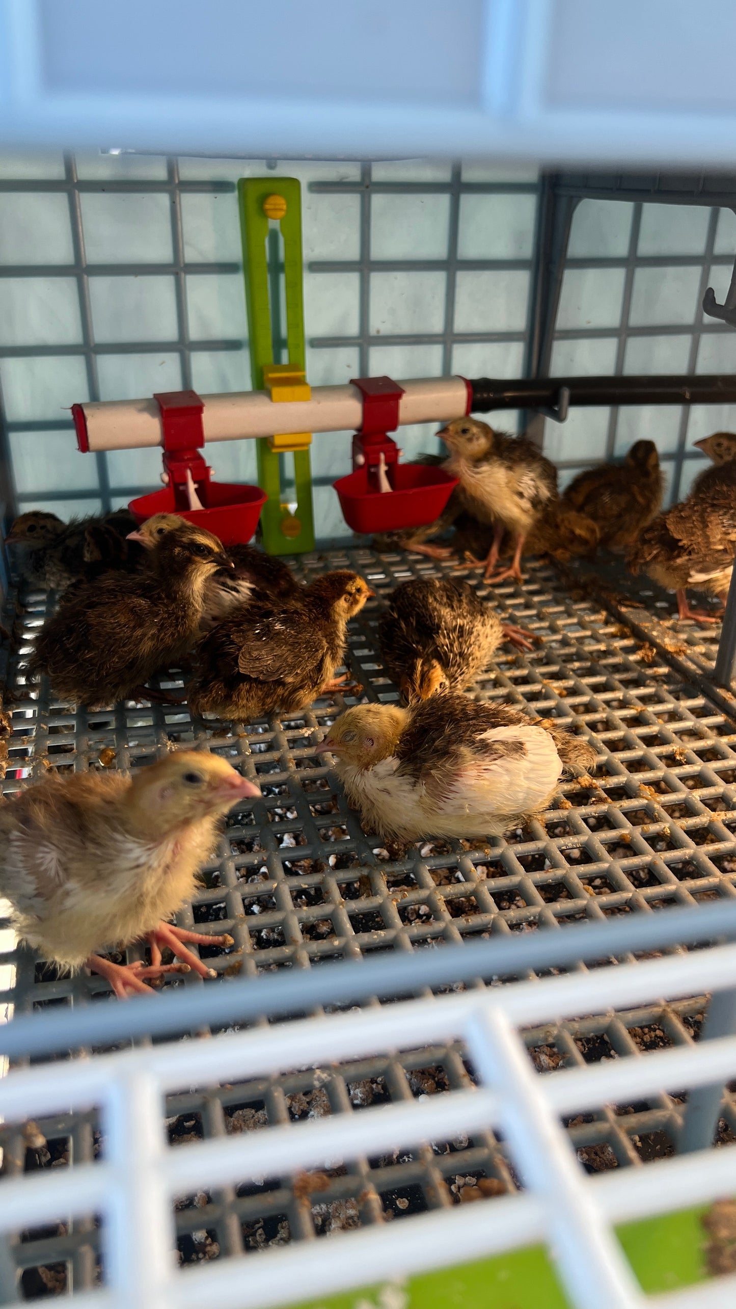 60 Coturnix Quail Hatching Eggs Shipped (North Carolina Only)