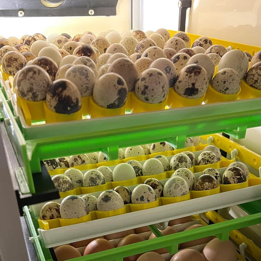 60 Coturnix Quail Hatching Eggs Shipped (North Carolina Only)