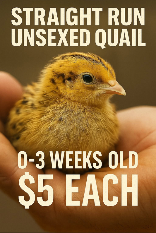 0-3 Week Old Coturnix Quail